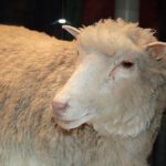 Dolly, het eerste gekloonde schaap