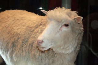 Dolly, het eerste gekloonde schaap