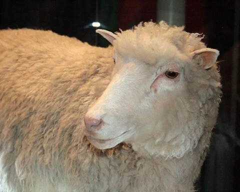 Dolly, het eerste gekloonde schaap