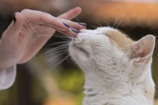 In China is het mogelijk je huisdier te laten klonen