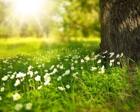 In de maand juli hopen velen op lekker zonnig weer, ook vanwege de zomervakantie