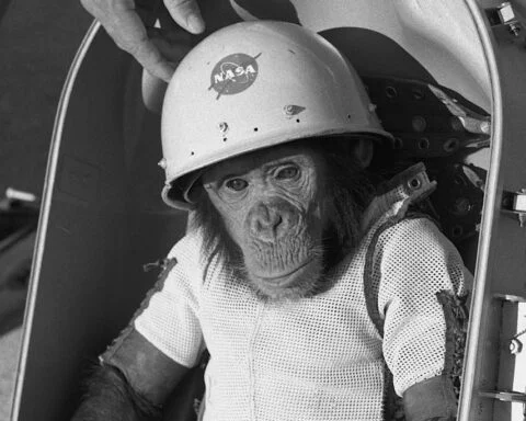 Ham, de 'astrochimp' kort voor vertrek, 31 januari 1961