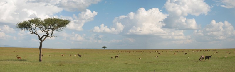 Open savannegebied met grazende antilopen (Masai Mara, Kenia)