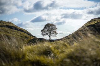 Sycamore Gap Tree in oktober 2020