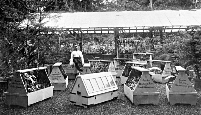 Wardse kisten voor de verzending van planten uit 's Lands Plantentuin te Buitenzorg West-Java, 1913