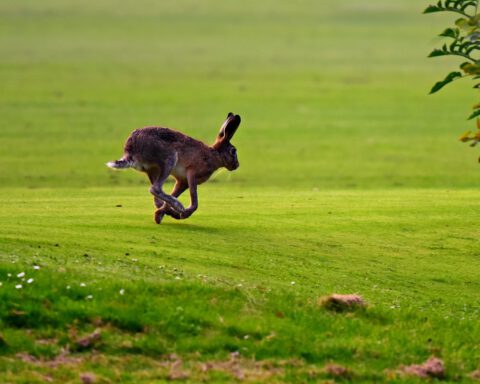 Weten hoe de hazen lopen