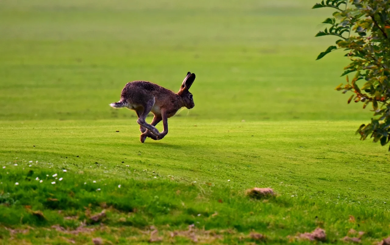 Weten hoe de hazen lopen