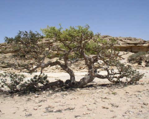 Een Boswellia sacra, 'wierrookboom' in Oman