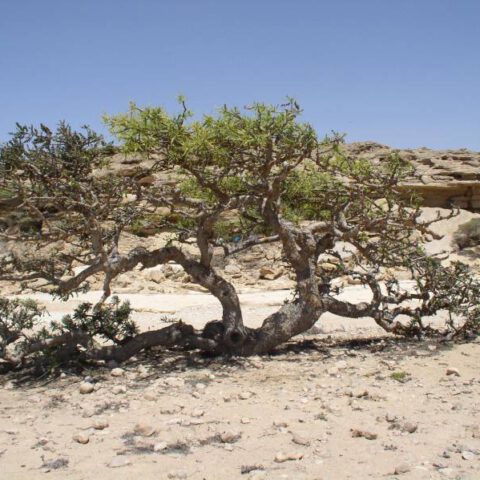 Een Boswellia sacra, 'wierrookboom' in Oman