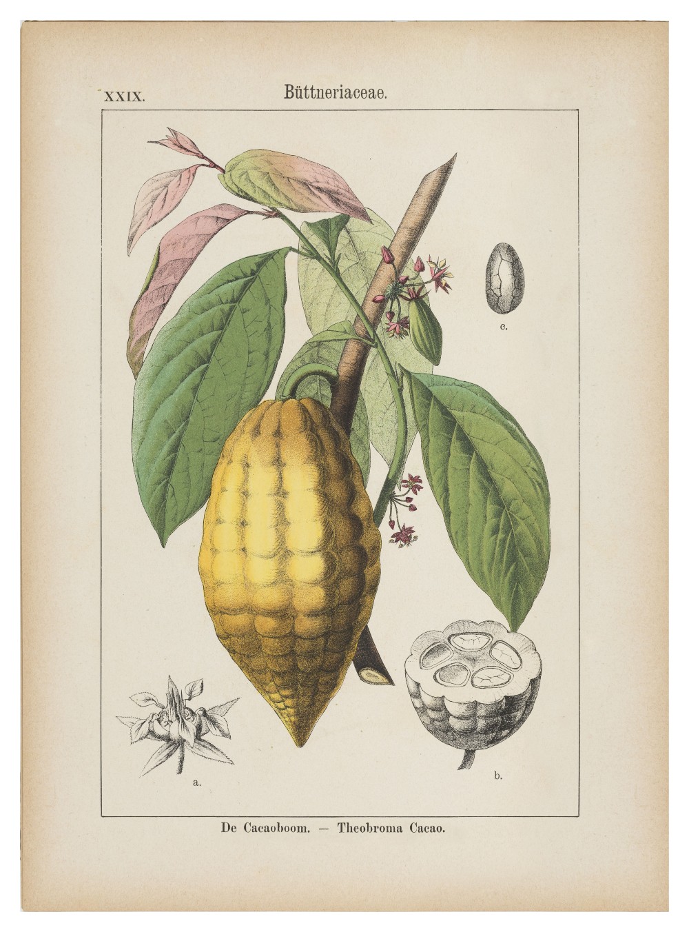 Vrucht van de cacaoboom.  Afbeelding uit 'Hemelsleutel' 