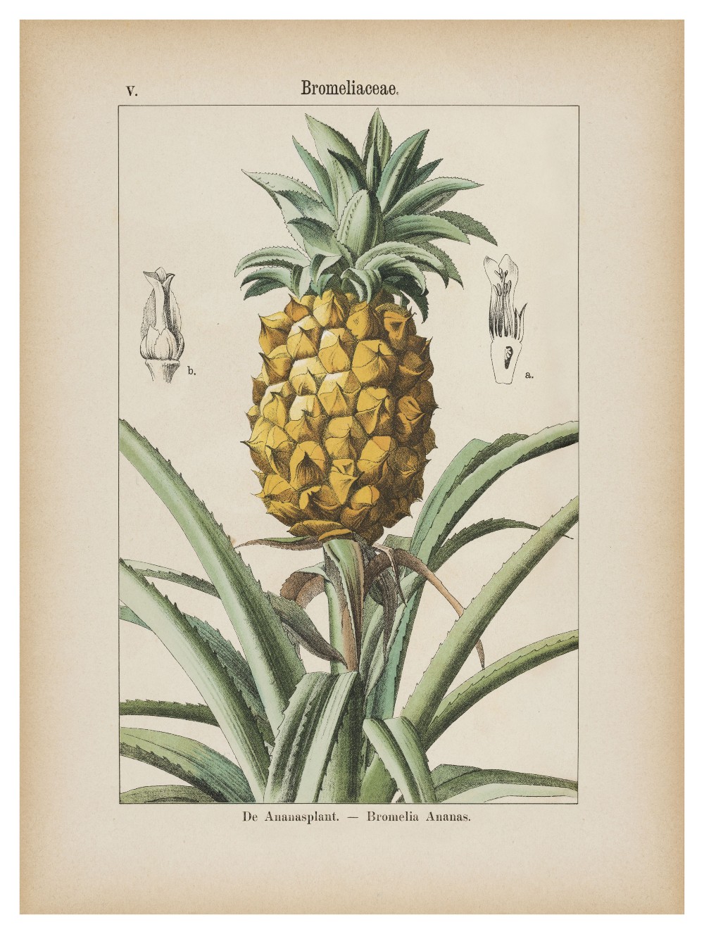 De ananasplant. Afbeelding uit 'Hemelsleutel' (Van Oorschot)