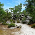 Natuur bij Fontainebleau