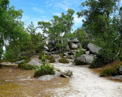 Natuur bij Fontainebleau