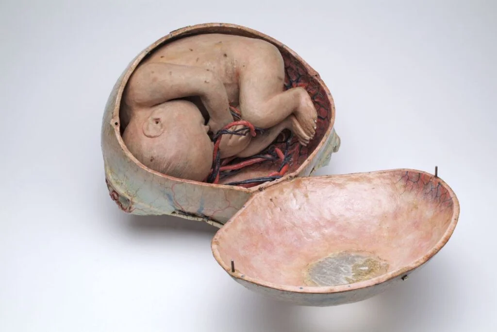 Auzoux' zwangerschapsmodel van papier-maché in Rijksmuseum Boerhaave