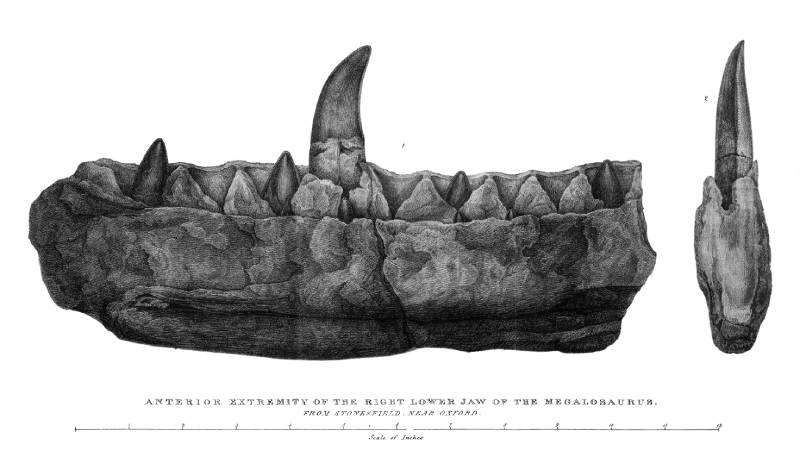 William Buckland beschreef op basis van een onderkaak en een tand een van de
eerste dino’s: de Megalosaurus | Mary Buckland (public domain)