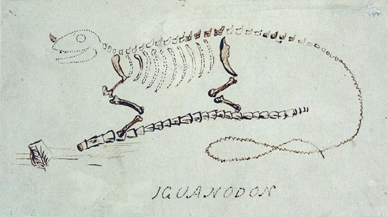 Mantells tekening van zijn oorspronkelijke interpretatie van Iguanodon: een reusachtige hagedis. Let op de hoorn op de neus