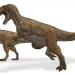 Afbeelding van een Megalosaurus