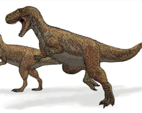 Afbeelding van een Megalosaurus