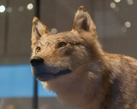 Opgezette wolf in Museum Naturalis in Leiden