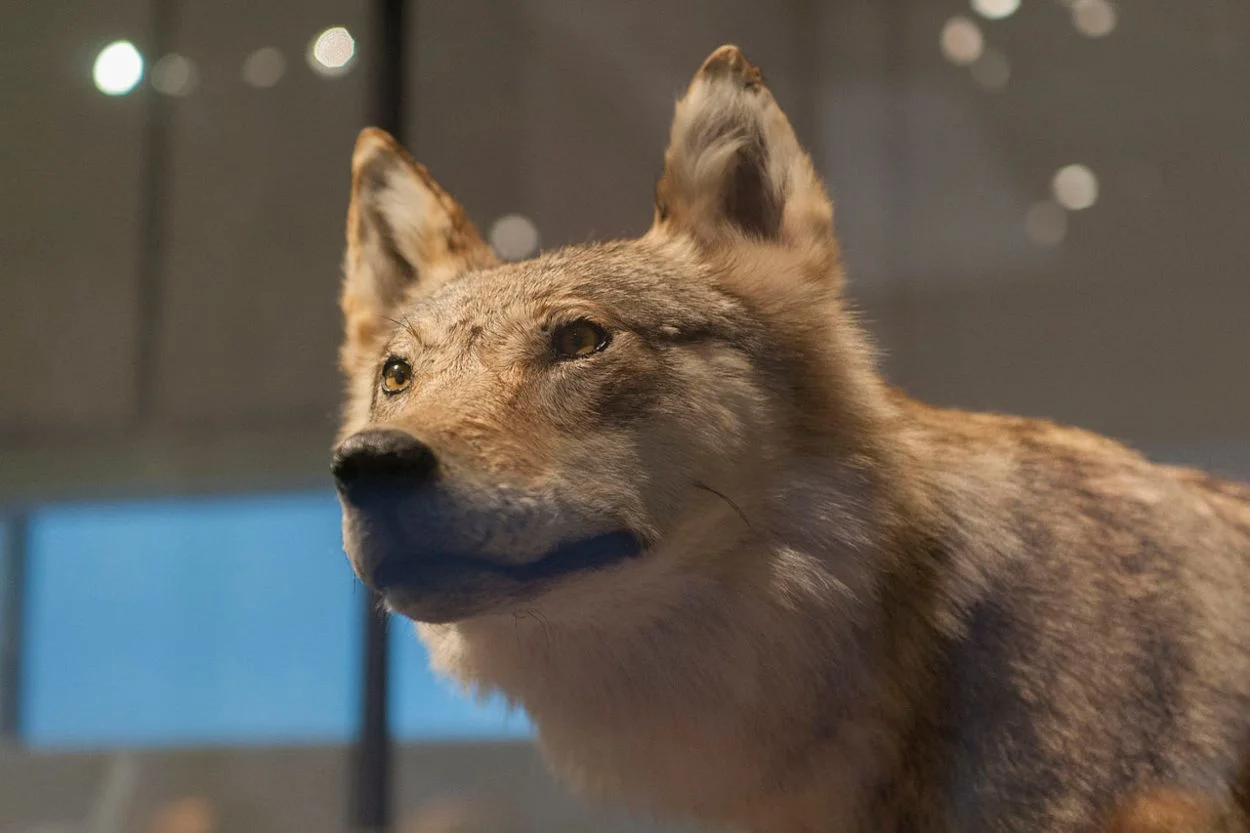 Opgezette wolf in Museum Naturalis in Leiden