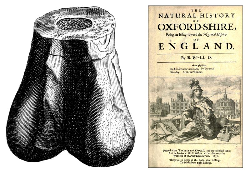Omslag van Robert Plot’s Natural History of Oxford-shire, 1677 (rechts) en illustratie van een gefossiliseerd onderste uiteinde van een vermoedelijk Megalosaurus-dijbeen (links) afkomstig uit dat boek. Het bot werd in 1763 opnieuw beschreven met de titel Scrotum humanum.
