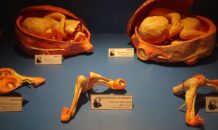 Auzoux en zijn anatomische modellen van papier-maché
