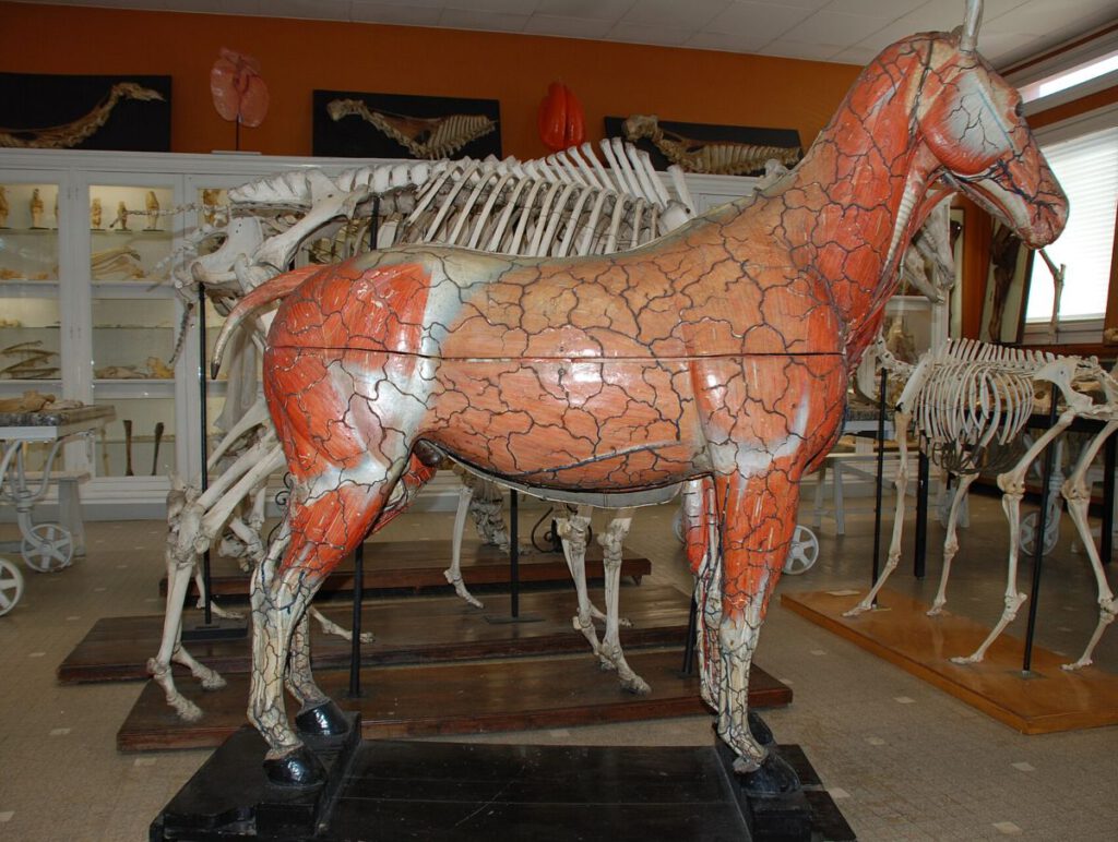 Foto van een door Auzoux gemaakt anatomisch model van een paard