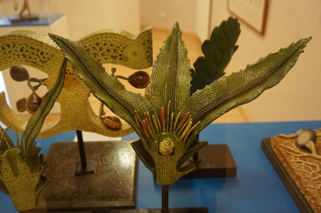 Modellen van planten in het museum te Le Neubourg.