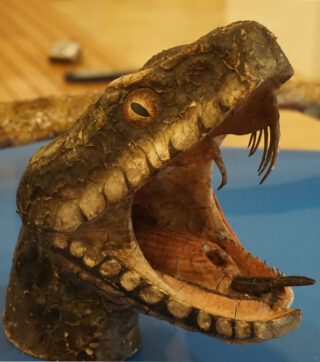 Model van een slangenkop in het museum te Le Neubourg.