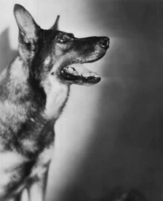 Rin Tin Tin in 1929