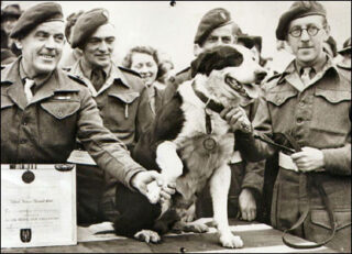 'War Dog Rob 471/322' ontvangt de Dickin Medal, 1945