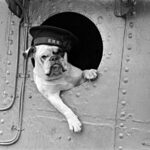 'Venus', de bulldog-mascotte van de HMS Vansittart, een Brits oorlogsschip