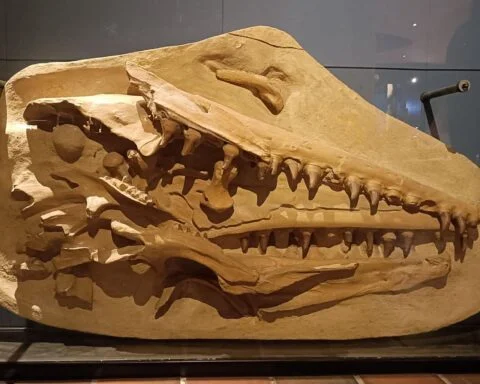 Afgietsel van de mosasaurus-schedel in het Natuurhistorisch Museum in Maastricht