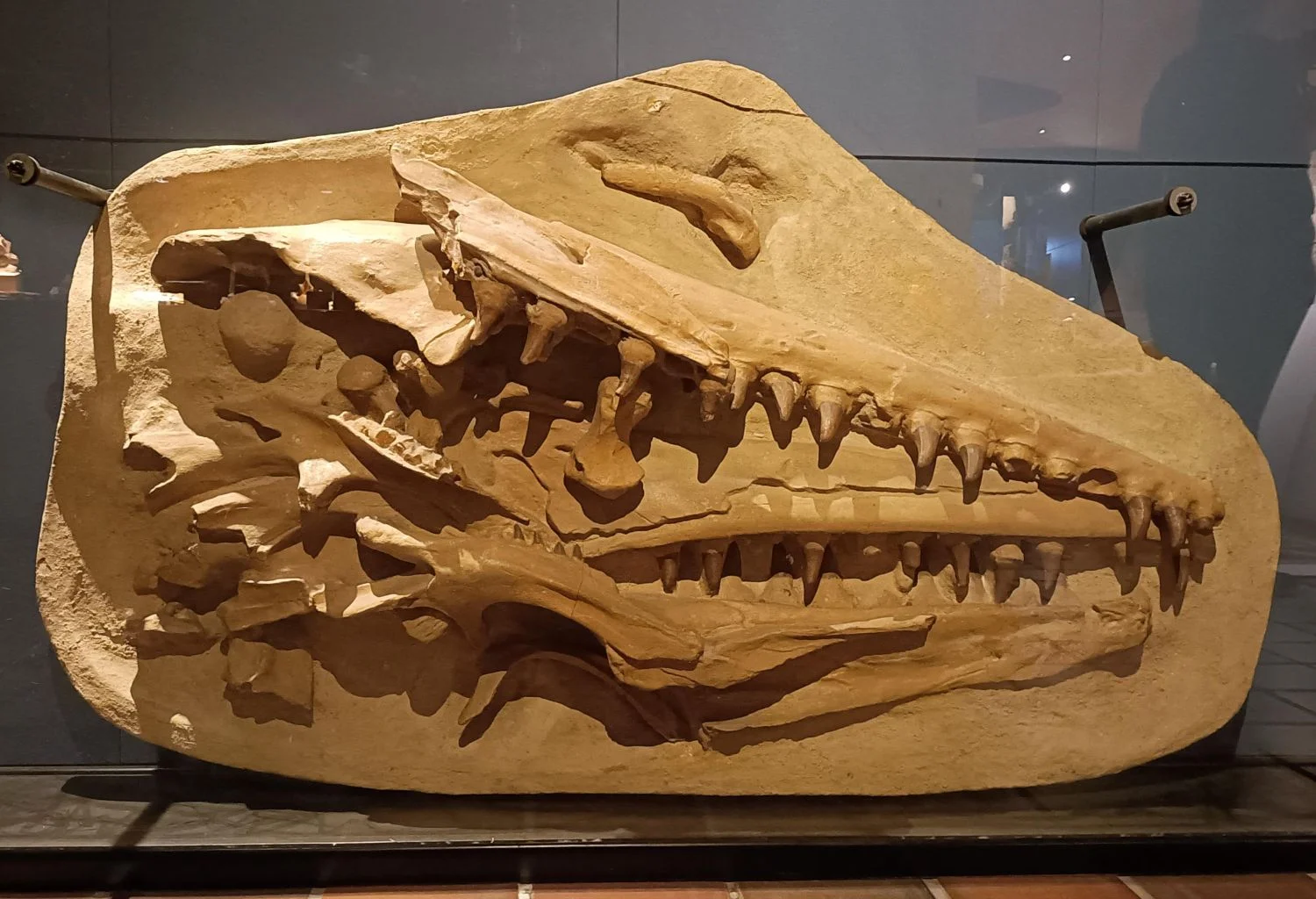 Afgietsel van de mosasaurus-schedel in het Natuurhistorisch Museum in Maastricht
