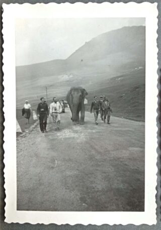 Een olifant in de Alpen tijdens een onderzoek of Hannibal met olifanten de Alpen had kunnen oversteken. 