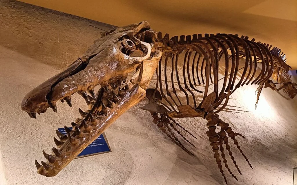 Reconstructie van de mosasaurus, gemaakt op basis van echte botten van de schedel en de rest van het skelet,