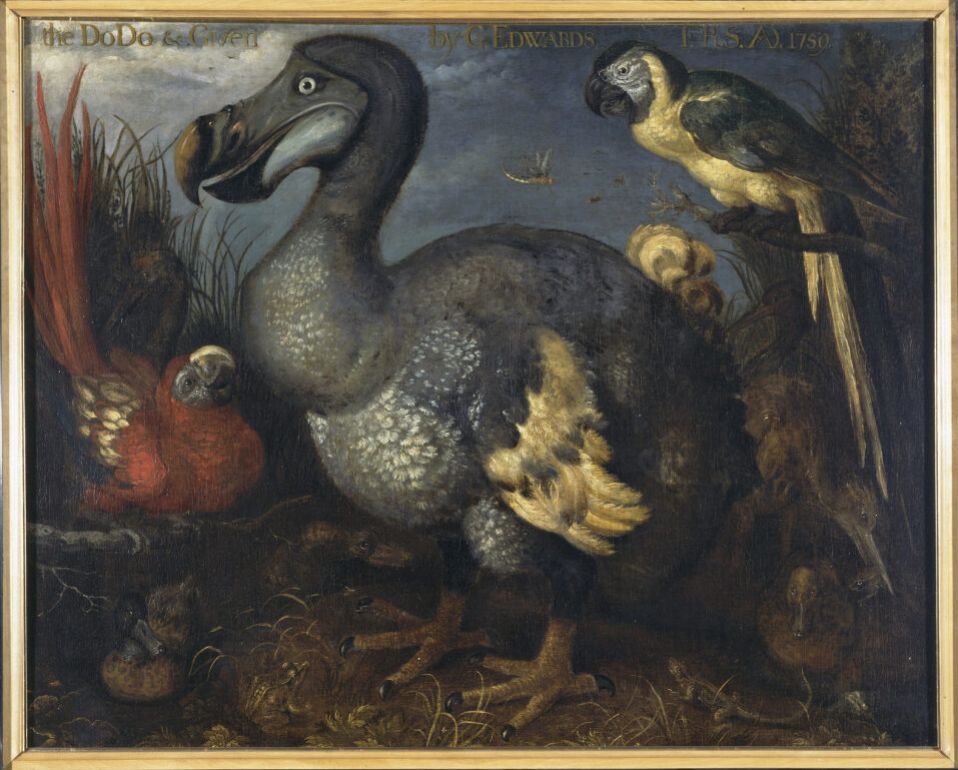 Een dodo met enkele andere vogels - Roelant Savery