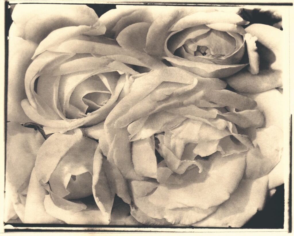 Rozen - Tina Modotti, 1924