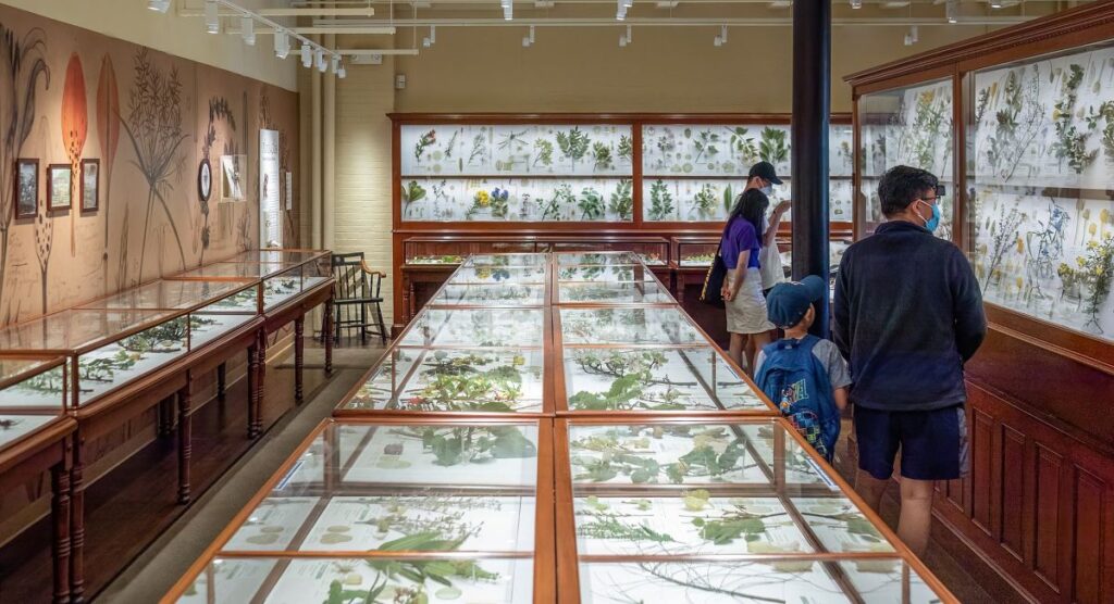 Zaal met Blaschka-glasmodellen in het Harvard Museum of Natural History 