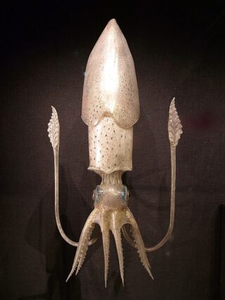 Glazen model van een inktvis gemaakt door Leopold Blaschka