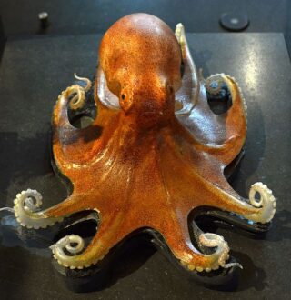 Glasmodel van een octopus. Leopold en Rudolf Blaschka