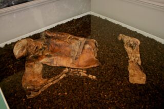De Lindow-man, het bekendste veenlijk van Groot-Brittannië