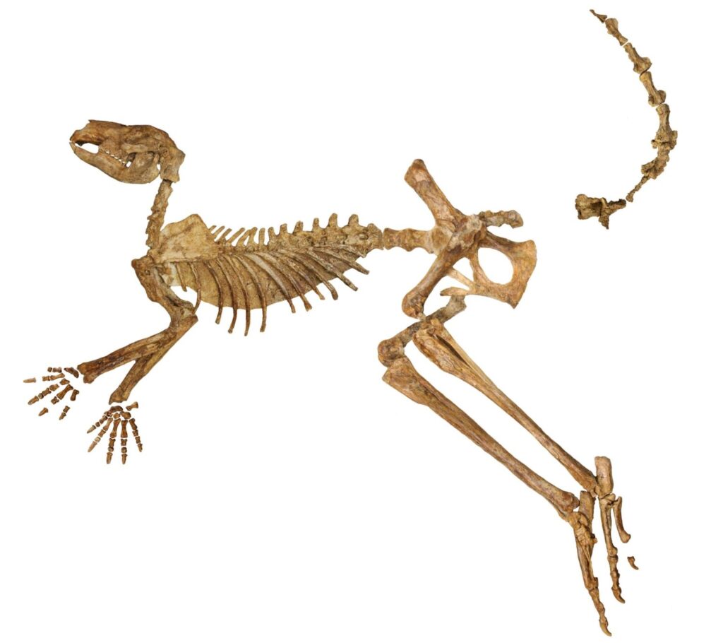 Vrijwel compleet fossiel van de Protemnodon viator, gevonden in Lake Callabonna