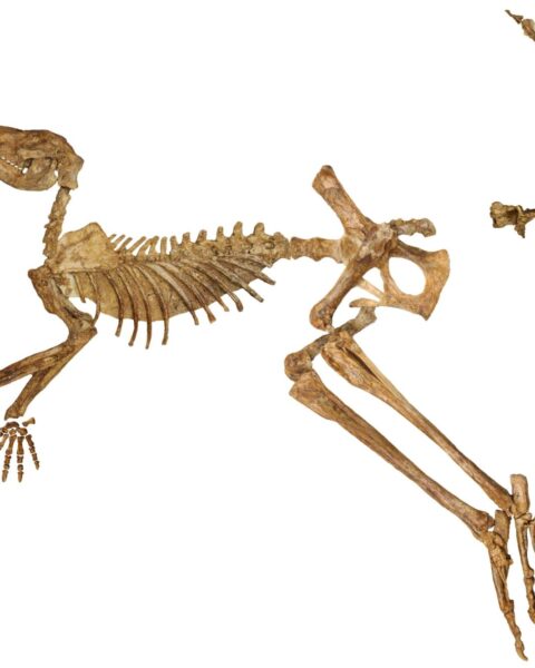 Vrijwel compleet fossiel van de Protemnodon viator, gevonden in Lake Callabonna