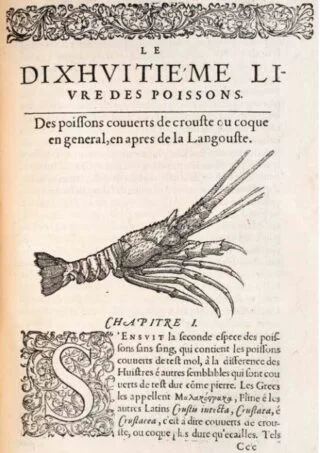 Kreeft (Rondelet, 1558)