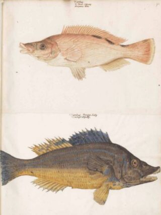 Twee afbeeldingen van een ‘turdus’ (Gessner/Platter, vóór 1558)