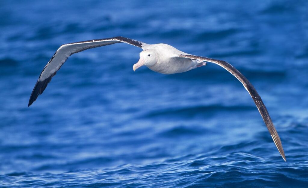 willekeurige afbeelding van een Albatros