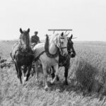 Drie paarden voor een maaimachine in de Purmer, 1933