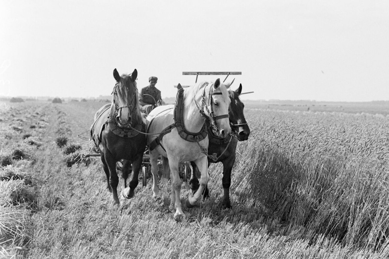 Drie paarden voor een maaimachine in de Purmer, 1933
