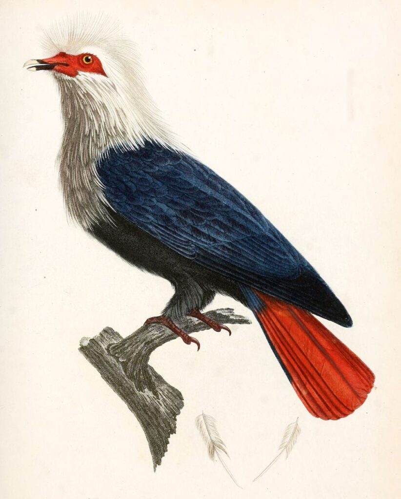 Afbeelding van de uitgestorven blauwe duif van Mauritius 